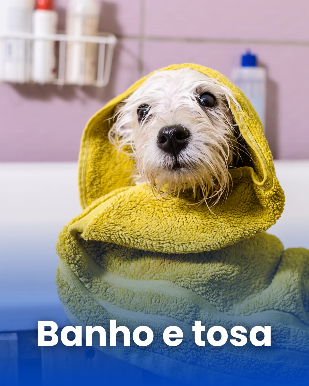 Curso de Banho e Tosa